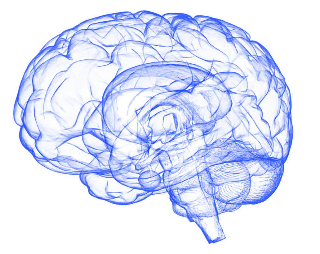 Human brain sketch in blue